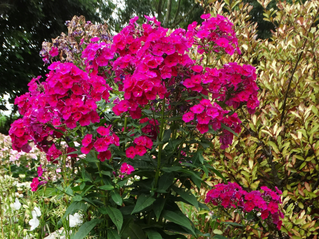 phlox_10.jpg | Servimg.com - Free image hosting service