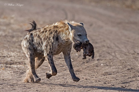 hyena-10.jpg